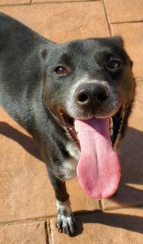 Rescue Mixed Breed Dogs for Adoption in Shreveport, Louisiana - Oscar | PetCurious