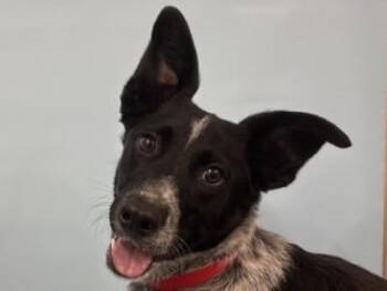 Sassy -  Mixed Breed Dog for Adoption in Golden Valley, Minnesota - Sassy | PetCurious