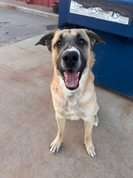 Mixed Breed Dogs Available for Adoption - Mimir | PetCurious