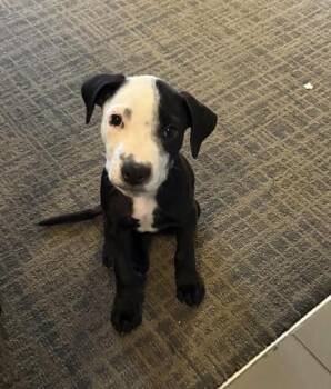 Rescue Pit Bull Terrier Dogs for Adoption in Pflugerville, Texas - Bhodi | PetCurious