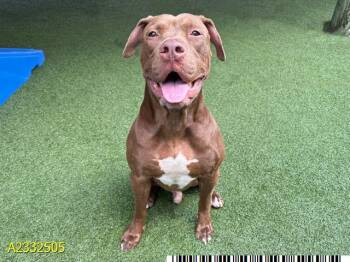 Mixed Breed Dogs Available for Adoption in West Palm Beach, Florida - PONCHO | PetCurious