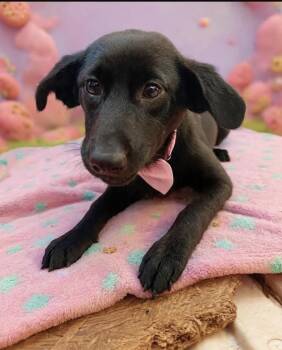 Miley -  Black And Tan Coonhound Dog for Adoption in Escondido, California - Miley | PetCurious