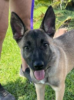 Rescue German Shepherd Dog and Belgian Shepherd Malinois Dogs for Adoption in Bellaire, Texas - Piper | PetCurious