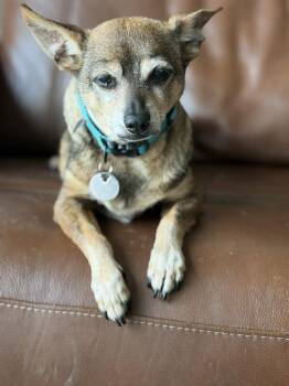 Chihuahua and German Shepherd Dog Dogs Available for Adoption in Pittsburgh, Pennsylvania - Jagger | PetCurious