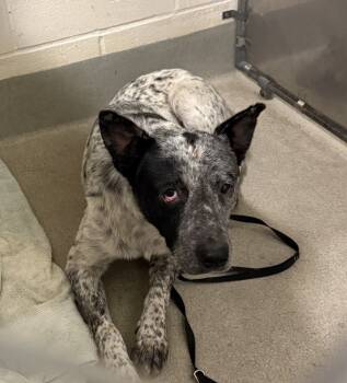 Rescue Australian Cattle Dog Blue Heeler Dogs for Adoption in Napa, California - Spooky Bones | PetCurious