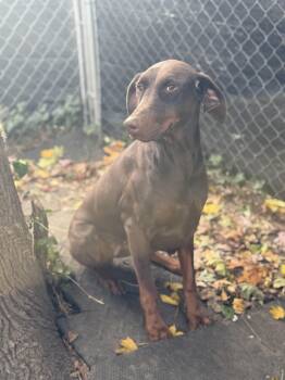 Rescue Doberman Pinscher Dogs for Adoption in Phoenixville, Pennsylvania - Red | PetCurious