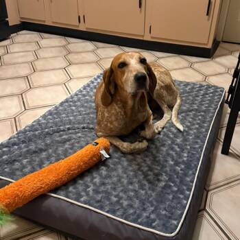 Birdie -  Redbone Coonhound and Bluetick Coonhound Dog for Adoption - Birdie | PetCurious