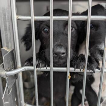 Mixed Breed Dogs Available for Adoption in Dekalb, Illinois - Clarity | PetCurious
