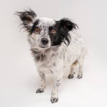 Strawberry -  Terrier and Mixed Breed Dog for Adoption in Palm Springs, California - Strawberry | PetCurious