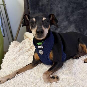 Cannonball 14352 -  Miniature Pinscher Dog for Adoption in San Francisco, California - Cannonball 14352 | PetCurious