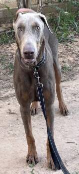 Patriot -  Doberman Pinscher Dog for Adoption in Brookshire, Texas - Patriot | PetCurious