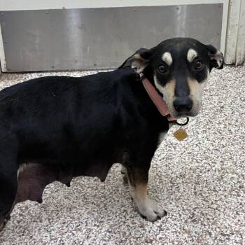 Shepherd Dogs Available for Adoption - CT Calypso | PetCurious