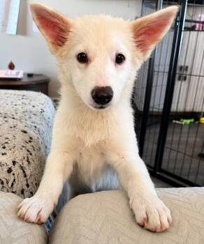 Roo -  Great Pyrenees and Golden Retriever Dog for Adoption in Kiowa, Oklahoma - Roo | PetCurious