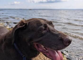 Labrador Retriever Dogs Available for Adoption - Shirley***Courtesy Listing*** | PetCurious