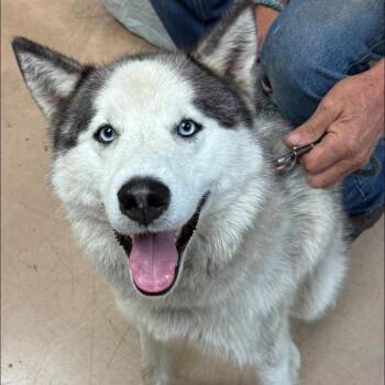 Buzz -  Husky Dog for Adoption in Walden, New York - Buzz | PetCurious
