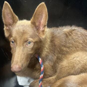 Valkyrie -  German Shepherd Dog Dog for Adoption in Tampa, Florida - Valkyrie | PetCurious
