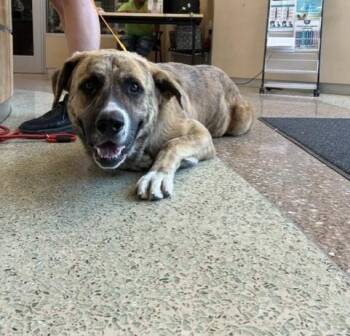 GIO -  Mastiff and Mixed Breed Dog for Adoption in Riverside, California - GIO | PetCurious