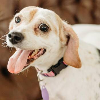 Sea Onion -  Mixed Breed Dog for Adoption in State College, Pennsylvania - Sea Onion | PetCurious