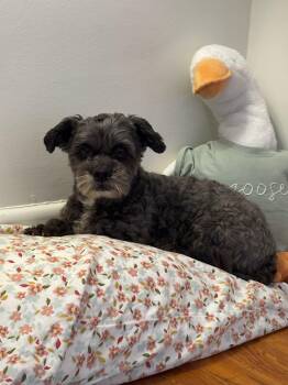 Miniature Poodle and Maltese Dogs Available for Adoption - Boogie | PetCurious