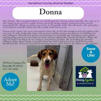 Donna -  Afghan Hound Dog for Adoption in Danville, Indiana - Donna | PetCurious