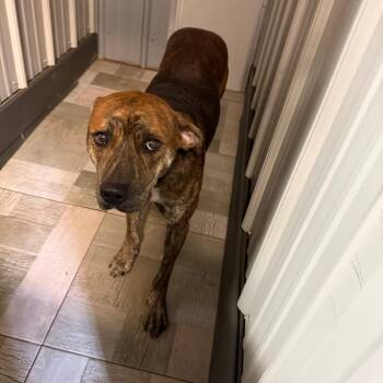 doug -  Mixed Breed Dog for Adoption in Homer, New York - Doug | PetCurious