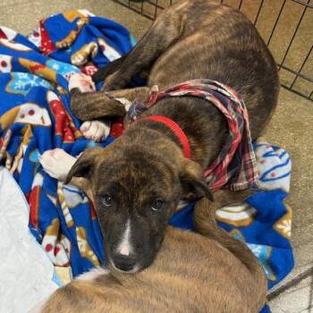 Mixed Breed Dogs Available for Adoption in Madison, Wisconsin - Bashful | PetCurious