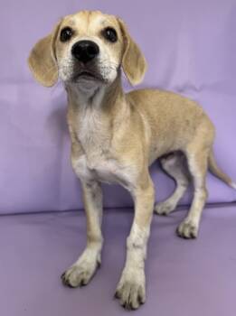 Rescue Beagle and Mixed Breed Dogs for Adoption in Morton Grove, Illinois - Bolt | PetCurious