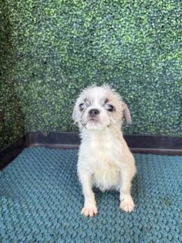 61563638 -  Pug and Terrier Dog for Adoption in El Paso, Texas - 61563638 | PetCurious