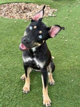 VALENTINA -  Terrier Dog for Adoption in Fort Myers, Florida - VALENTINA | PetCurious