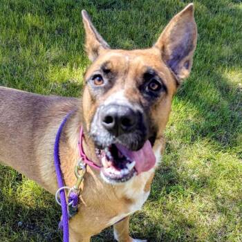 Spice -  Shepherd Dog for Adoption in Grand Rapids, Michigan - Spice | PetCurious