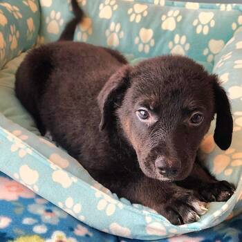 Jeffrold -  Labrador Retriever and Poodle Dog for Adoption in Cincinnati, Ohio - Jeffrold | PetCurious