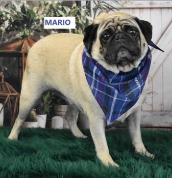 Mr. Mario -  Pug and Shepherd Dog for Adoption in Gilbert, Arizona - Mr. Mario | PetCurious