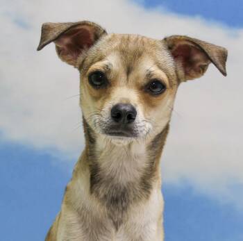 Rescue Chihuahua Dogs for Adoption in Casa Grande, Arizona - Legs | PetCurious
