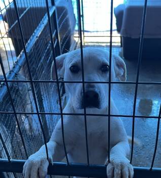 Rescue Labrador Retriever Dogs for Adoption in Troy, Alabama - Snowball | PetCurious