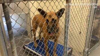 Belgian Shepherd Malinois Dogs Available for Adoption in Ocala, Florida - MAJOR | PetCurious