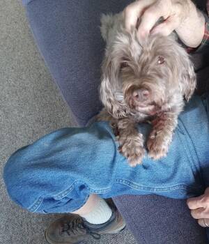 Rescue Poodle Dogs for Adoption in Strafford, Vermont - Sam | PetCurious