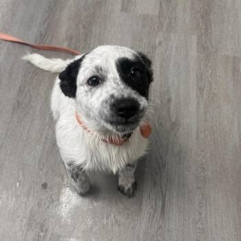 Great Pyrenees and Australian Cattle Dog Blue Heeler Dogs Available for Adoption - Annabelle | PetCurious