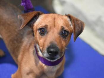 Barney -  Chihuahua and Dachshund Dog for Adoption in Portland, Oregon - Barney | PetCurious
