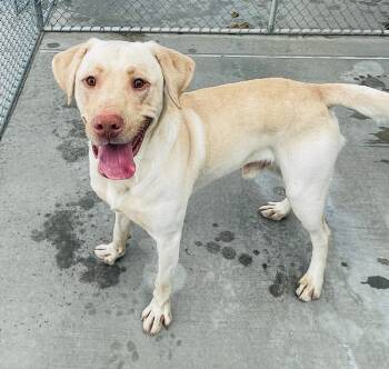 Rescue Labrador Retriever Dogs for Adoption in Green River, Wyoming - Moose | PetCurious