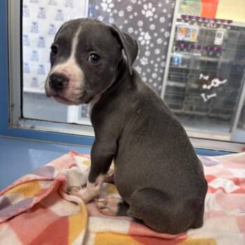 Pit Bull Terrier Dogs Available for Adoption in Edinburg, Texas - Mel | PetCurious