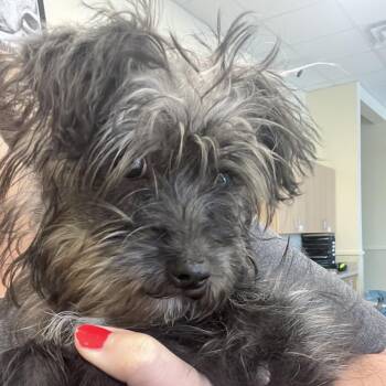 Ziggy -  Yorkshire Terrier and Mixed Breed Dog for Adoption in Madisonville, Tennessee - Ziggy | PetCurious