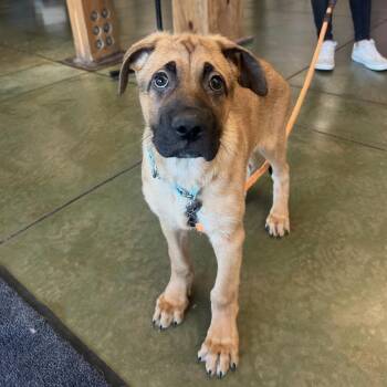 Summer -  German Shepherd Dog and Cane Corso Dog for Adoption in Cheyenne, Wyoming - Summer | PetCurious