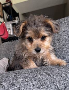 Yorkshire Terrier and Poodle Dogs Available for Adoption in New Albany, Ohio - Posy | PetCurious