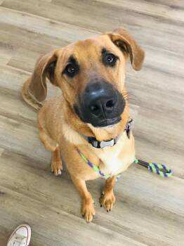 Howdy -  Golden Retriever and German Shepherd Dog Dog for Adoption in San Antonio, Texas - Howdy | PetCurious