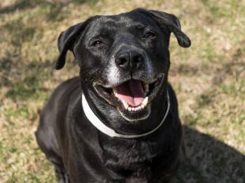 Labrador Retriever and Mixed Breed Dogs Available for Adoption - RUBY | PetCurious