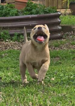 Pit Bull Terrier Dogs Available for Adoption - Gatlin- Stunning Boy | PetCurious