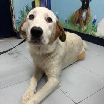 Anatolian Shepherd and Mixed Breed Dogs Available for Adoption in Corsicana, Texas - P45843 | PetCurious