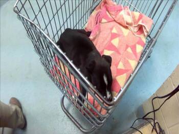 Labrador Retriever and Mixed Breed Dogs Available for Adoption in Tulsa, Oklahoma - A182491 | PetCurious