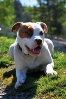 Caspian -  American Staffordshire Terrier Dog for Adoption in Lewiston, Idaho - Caspian | PetCurious