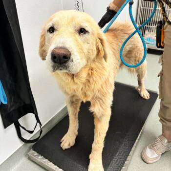 Shasta -  Great Pyrenees Dog for Adoption in Abilene, Texas - Shasta | PetCurious